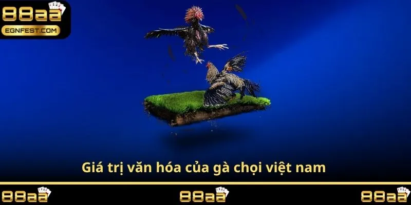Giá trị văn hóa của gà chọi việt nam 