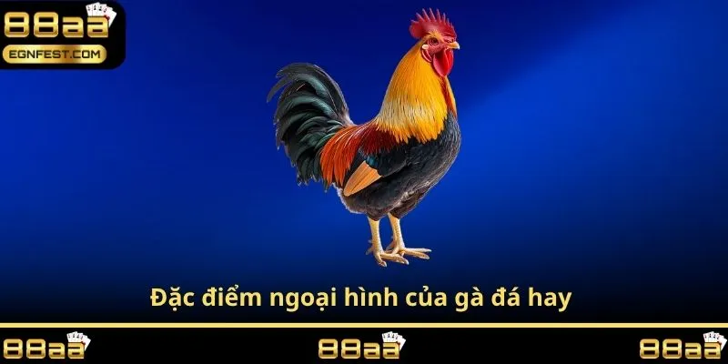 Đặc điểm ngoại hình của gà đá hay 