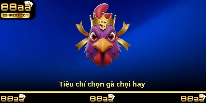 Tiêu chí chọn gà chọi hay 